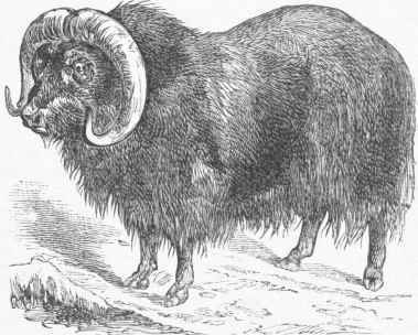 Musk Ox (Ovibos moschatus).