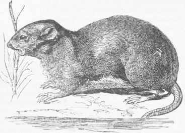 Muskrat (Fiber zibethicus).
