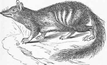 Myrniecobius fasciatus.