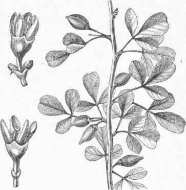 Myrrh (Balsamodendron Ehrenbergianuin).