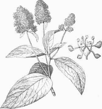 New Jersey Tea (CcanQthus Amerieamis).