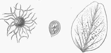 Pea Mildew (Leaflet natural size, Fungus magnified).