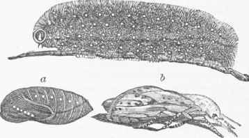 Salt marsh Caterpillar (Arctia acriea). a. Pupa, b. Moth.