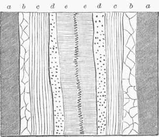 Section of a Fissure Vein, showing banded structure. Comby quartz.
