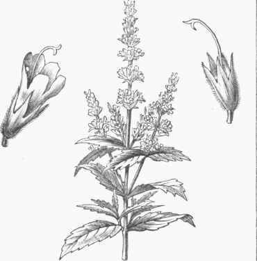 Spearmint (Mentha viridis).