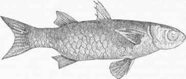 Striped Mullet (Mugil lincatus).