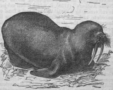 Walrus.