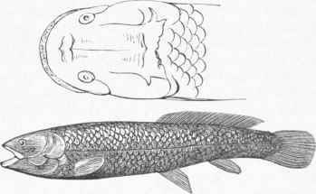 Western Mud Fish (Amia occidentalis).