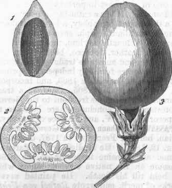 1. Seed surrounded by aril. 2. Transverse section of ovary.