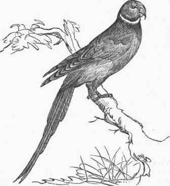 Alexandrine Paroquet (Palseornis Alexandri).