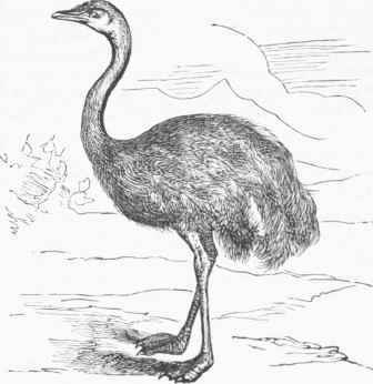 American Ostrich (Rhea Americana).