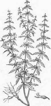 American Pennyroyal (Hedo oma pulegioides).