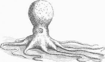 An Octopus crawling.