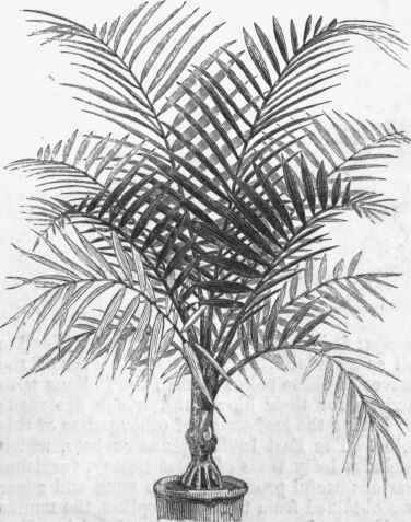 Areca lutescens.   A young specimen in pot, to show the ornamental character of small palms.