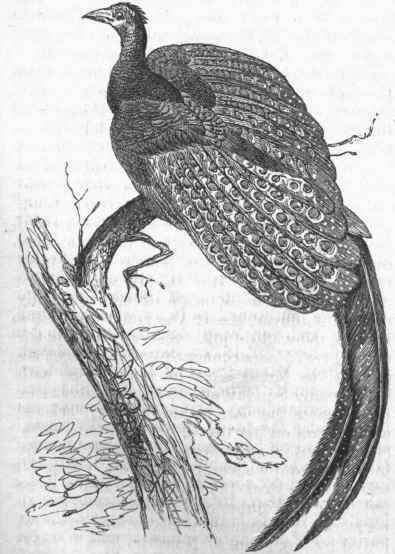 Argus Pheasant (Argus giganteus).