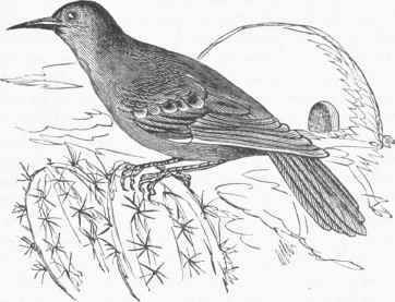 Bed Oven Bird (Furnarius rufus).