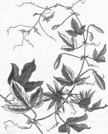 Blue Passion Flower (Passiflora caeralea).