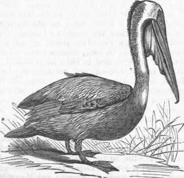 Brown Pelican (Pelecanus fuscus).