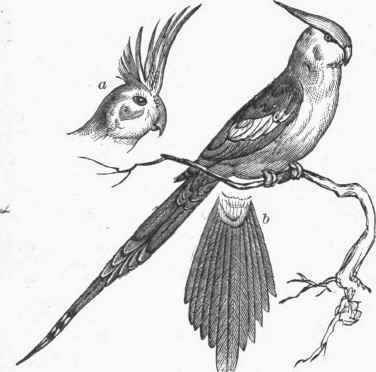 Crested Paroquet (Nymphicus Novae Hollandiae). a. Head, with crest erect, b. Tail spread.