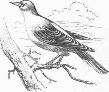 European Golden Oriole (Oriolus galbula).