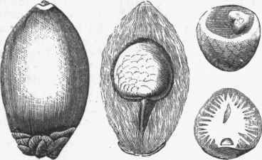 Fruit and Nut of Betel Palm, entire and in section.