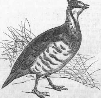 Guernsey Partridge (Caccabis rufa).