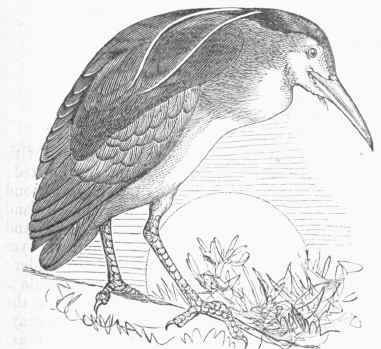 Night Heron (Nyctiardea Garden.).
