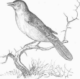 Nightingale (Luscinia pliilomela).