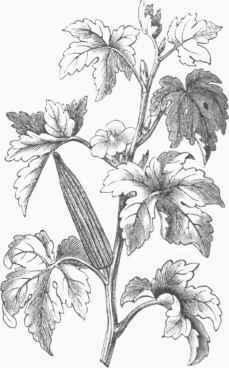 Okra (Hibiscus esculentus).