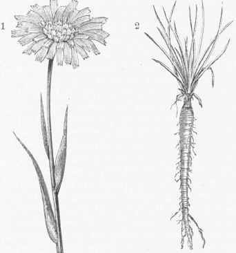 Oyster Plant (Tragopogon porrifolius). 1. Flower. 2. Root.