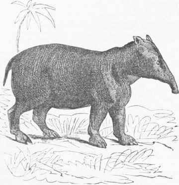 Palaeotherium (restored).