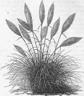 Pampas Grass (Gynerium argenteum).