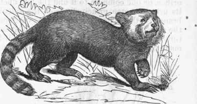 Panda (Ailurus fulgens).