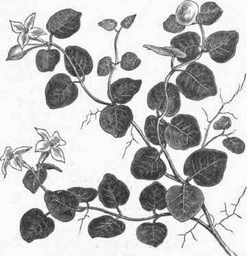 Partridge Berry (Mitchella repens).