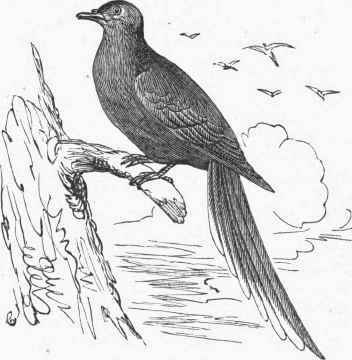Passenger Pigeon (Ectopistes migratoria).