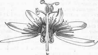 Passion Flower, longitudinal section.