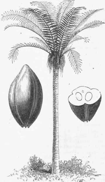 Pissata Palm (Attalea funifera) and Fruit   Coquillo Nuts.