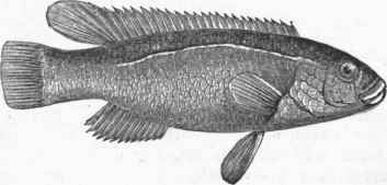 Salt Water Perch (Ctenolabrus caeruleus').
