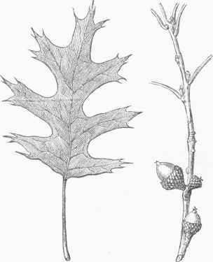 Scarlet Oak (Quercus cocciuea).