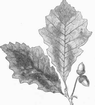 Swamp White Oak (Quercus bicolor).