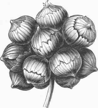 Top Onions, Natural Size.