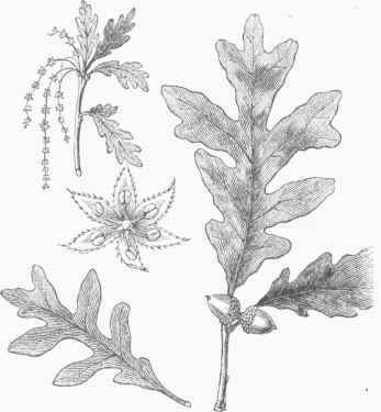 White Oak (Qucrcus alba).