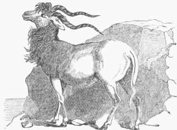 Addax nasomaculatus.