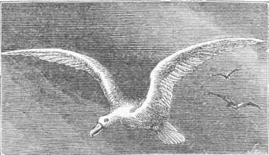 Albatross (Diomedea exulans).