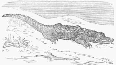 Alligator.