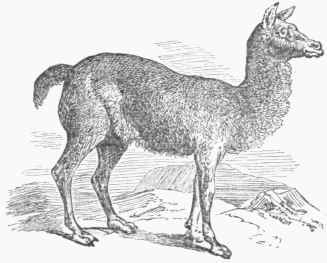 Alpaca 100171