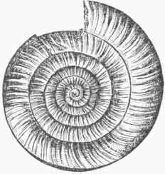 Ammonites Nodotianus.