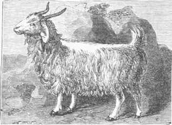 Angora Goat.