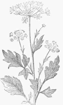 Anise (Pimpinella anisum).