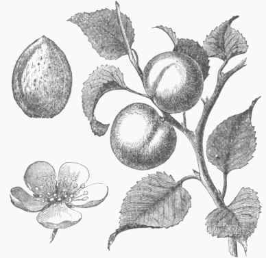 Apricot   Fruit, Flower, and Pit.